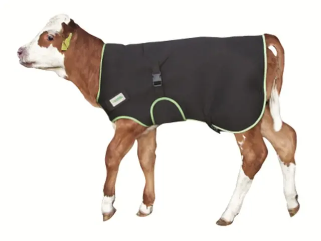 Kälberdecke Premium 80 cm Heißes Angebot