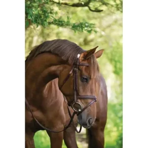 Trensenzaum Classic Leder braun Cob Schnäppchen