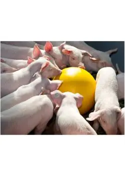 Ferkelball Anti-Stress - verschiedene Ausführungen Neu